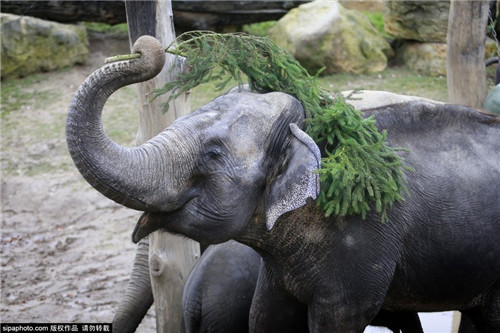 320名圣诞老人整体冲浪？八一八圣诞节奇闻趣事