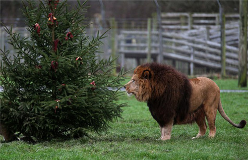 320名圣诞老人整体冲浪？八一八圣诞节奇闻趣事